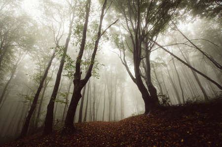 Dark enchanted forest with fog after rainの写真素材