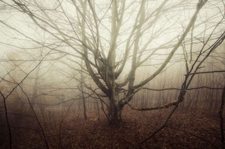 Tree with spreading branches in mysterious forest with fogの写真素材