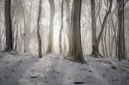 Sunrise in a frozen forest in winter with snowの写真素材