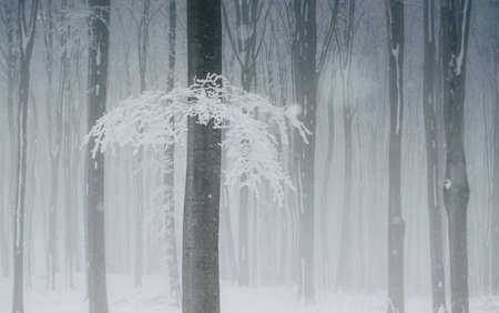 Tree with snowy branch in winterの写真素材