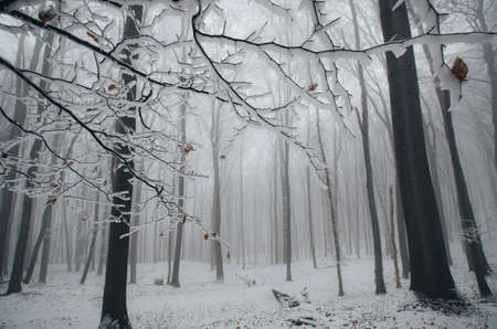 Winter wonderland in forest with snow on Christmasの写真素材