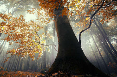 Giant tree with red yellow leaves in magical fantasy mysterious forest with fogの写真素材