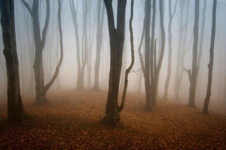 Dark haunted Halloween forest with fog and old trees