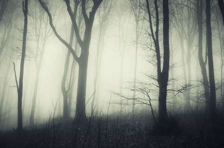Dark halloween forest scene with mysterious fog