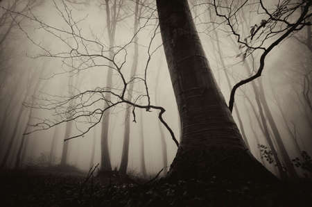 Dark tree in spooky scary haunted mysterious forest on Halloween