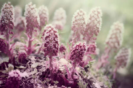 Spring flowersの写真素材