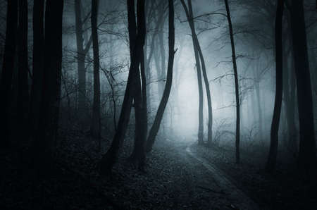 Path trough a dark haunted forest with fog on Halloweenの写真素材