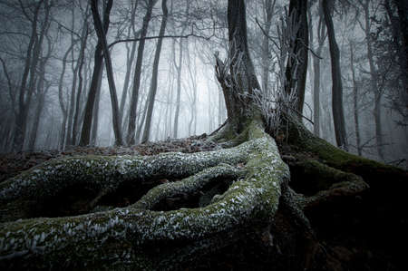 Tree with big roots covered by frost in mysterious dark forest with fogの写真素材