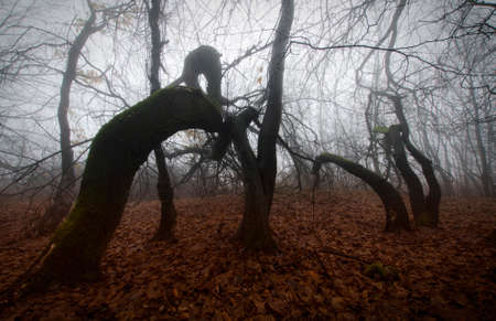 Twisted trees in dark mysterious scary forest with fog
