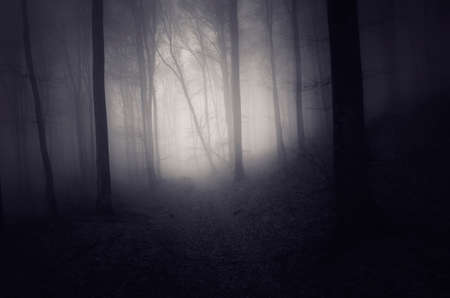 Mysterious dark forest with fog in autumn season
