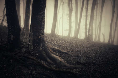 Spooky forest with old tree rootsの写真素材