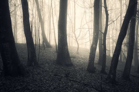 Dark haunted forest with mysterious fog