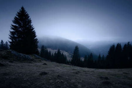 Alpine meadow in evening with pine trees and fogの写真素材