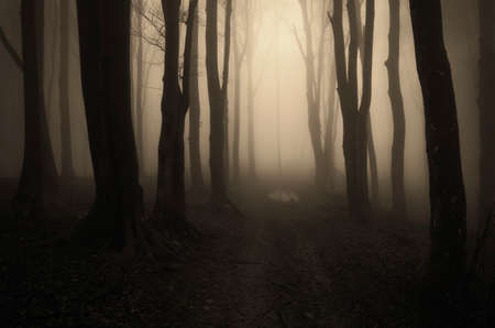 Forest path trough the fogの写真素材