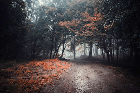 Autumn road in eerie forest with red foliage