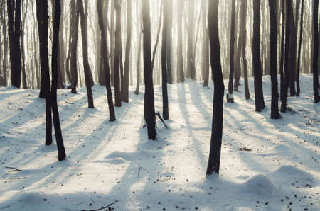 Magical winter forest with sunshine
