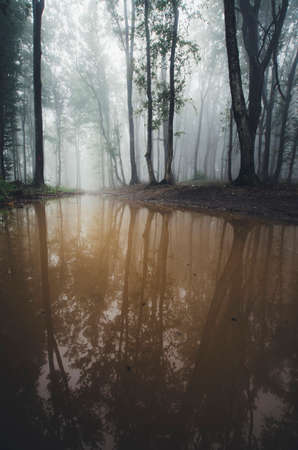 Lake in mysterious forest with dark fog
