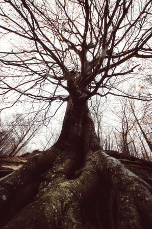 Giant old tree in dark forestの写真素材