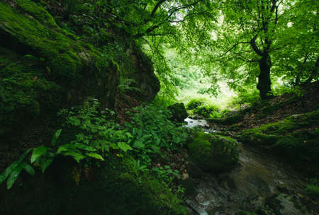 Green jungle with vegetation, moss and river