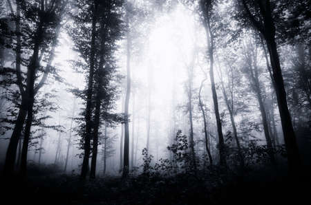 Dark surreal forest with fog on Halloween
