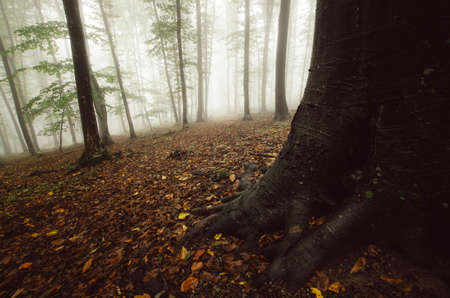 Old tree with big roots in autumn forest with fogの写真素材