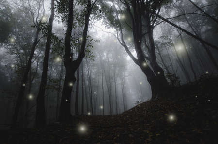 Magical fairy lights in enchanted fairy tale forest with fog