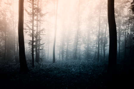 Dark surreal forest with strange light at sunsetの写真素材