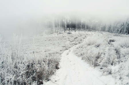 Winter road covered in snow passing through foggy forestの写真素材