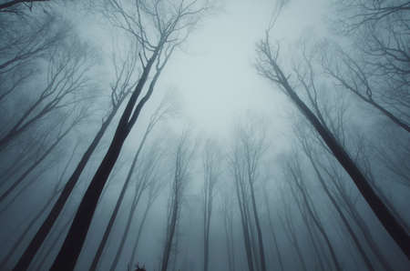Trees reaching for the sky in winter at nightの写真素材