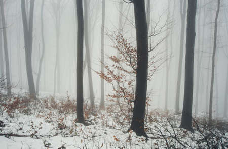 Tree in beautiful winter forest with fog and snowの写真素材