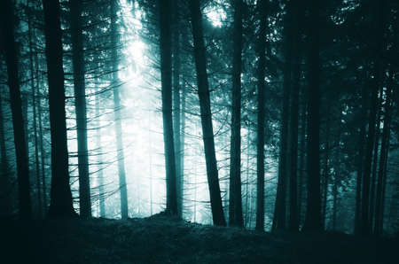 Mysterious mountain dark pine tree forest with blue fogの写真素材