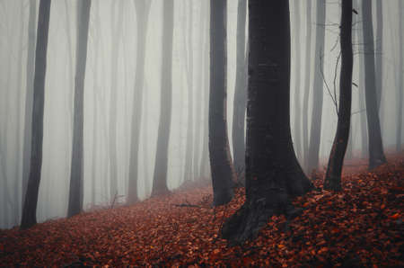 Dark autumn forestの写真素材