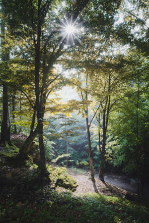 Morning light in autumn forest with yellow foliage