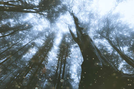 Mysterious fantasy magical forest with fog and magic particlesの写真素材