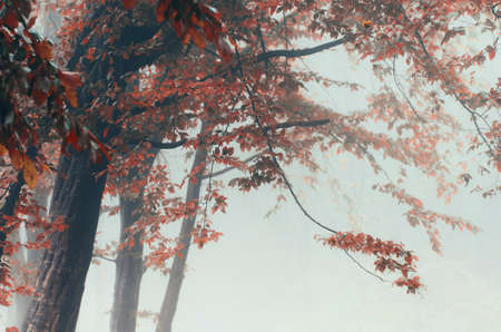 Red foliage on autumn tree in mysterious fog