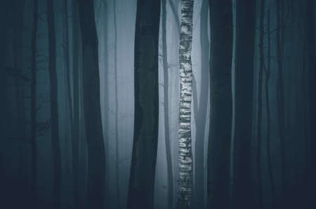 Birch tree in dark woodsの写真素材