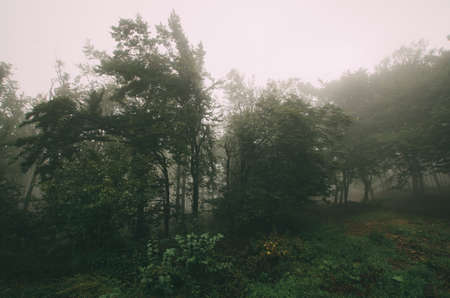 Mysterious landscape with tree through fog on meadowの写真素材