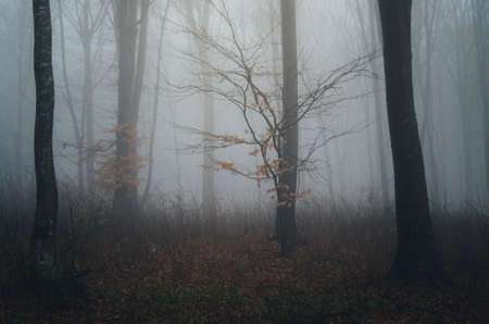 Tree in autumn in mysterious forest with fog. Dark mysterious haunted forest with fog and tree in autumnの写真素材