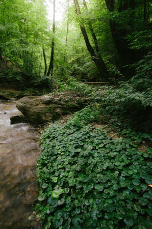 Green vegetation in jungle. Hidden valley with lush vegetation and riverの写真素材