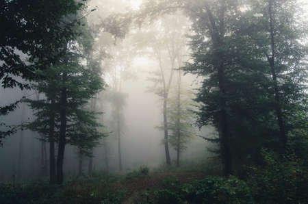 Mysterious forest with fog. Fantasy forest with dark fog. Mysterious Halloween forest with fogの写真素材