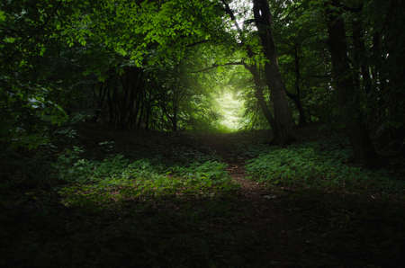 Path through the green forest. Mysterious green forest with lush vegetation in summer