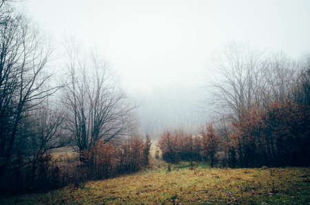 Misty meadow in autumn. Late autumn landscape with meadow after rainの写真素材