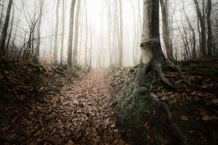 Tree with giant roots in mysterious forest. Foggy forest with old trees. Mysterious fantasy forest with fogの写真素材