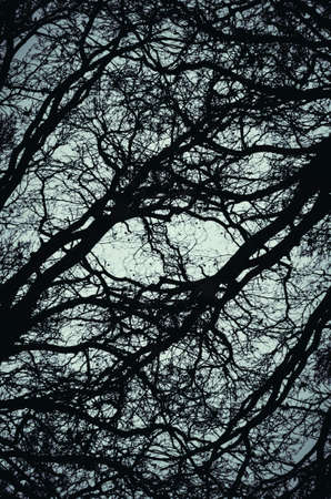 Forest background. Branches background in dark fores. Mysterious dark forest background with...