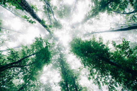 Trees reaching up POV in mysterious fantasy forest with fogの写真素材