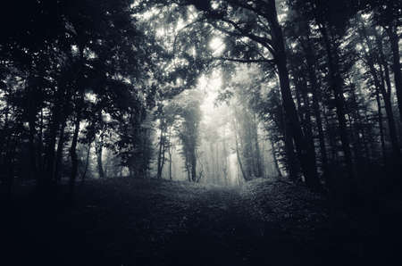 Dark forest path. Haunted road through the woods. Mysterious dark fairy tale fantasy forest with fog...
