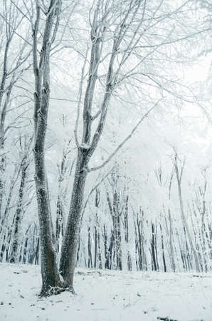Giant old tree in winter forest