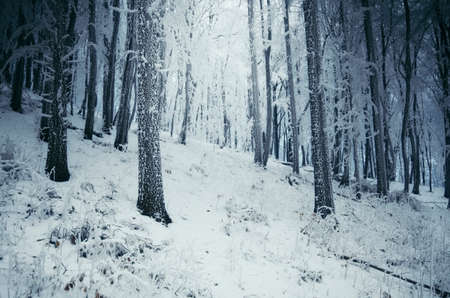 Christmas winter forest with frozen trees