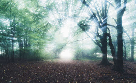 Magical light rays in enchanted forest with fog. Mysterious fantasy fairy tale forest with fog in autumn with sun raysの写真素材