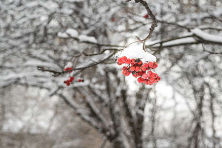 mountain ash on a branch covered with snow on a background of winter trees